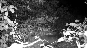 Ночной гость!!!