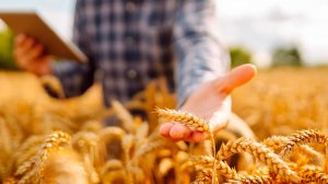 В Казахстане модернизировали сбор пшеницы