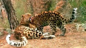 Определены победители первого конкурса Президентского фонда природы