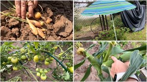 3 августа.  Шалот. Сняла помидоры, сбор ягод. В дождь теперь можно на огород.