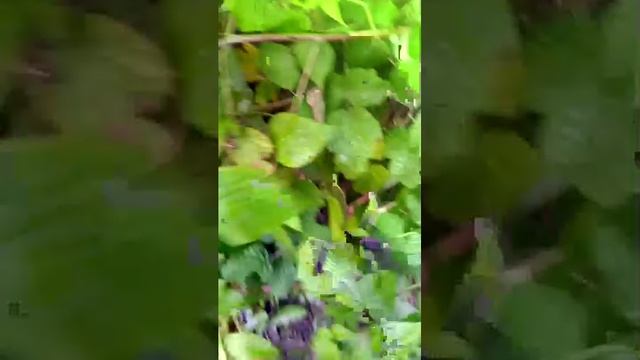 дурка №2 смотреть онлайн