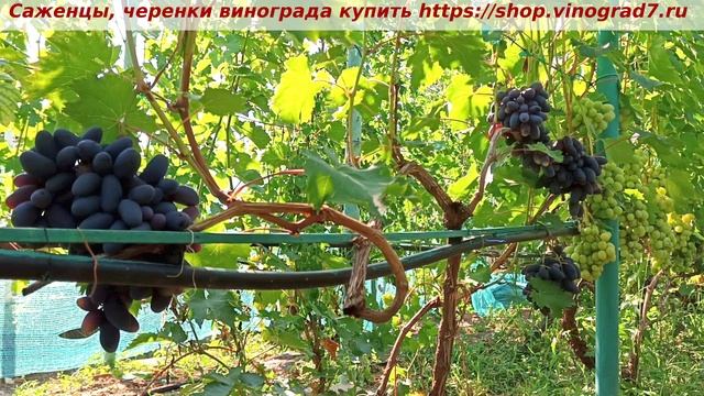 Виноград 3.08.2025 г. Натали. Одна из ранних крупноплодных черных форм Калугина.