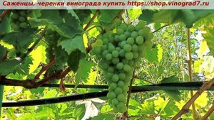 Виноград 3.08.2025 г. КИШМИШ РАТАТУЙ. НЕ ГОТОВ- СРЕДНЕГО СРОКА СОЗРЕВАНИЯ, БУДЕТ В КОНЦЕ АВГУСТА.