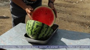 06.08.2025 Сахалинские фермеры расширяют ассортимент летней продукции