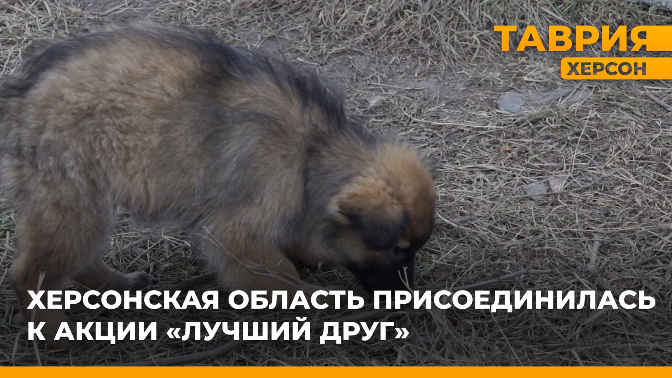 Херсонская область присоединилась к акции 