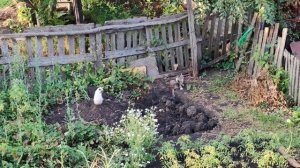 Кошки играют на деревенском огороде