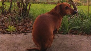 Наша охотница ❤️🤩❤️