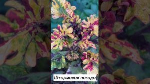 Суперколлекция колеусов 250 сортов