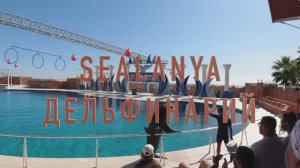 Дельфинарий в Алании. Турция