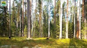 Вороны в лесу заповедника Кивач 02.08.2025