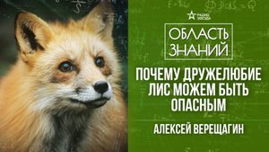 Дикие и домашние лисы. Лекция зоолога Алексея Верещагина