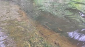 Рыба в воде неподалеку от д. Зотино.