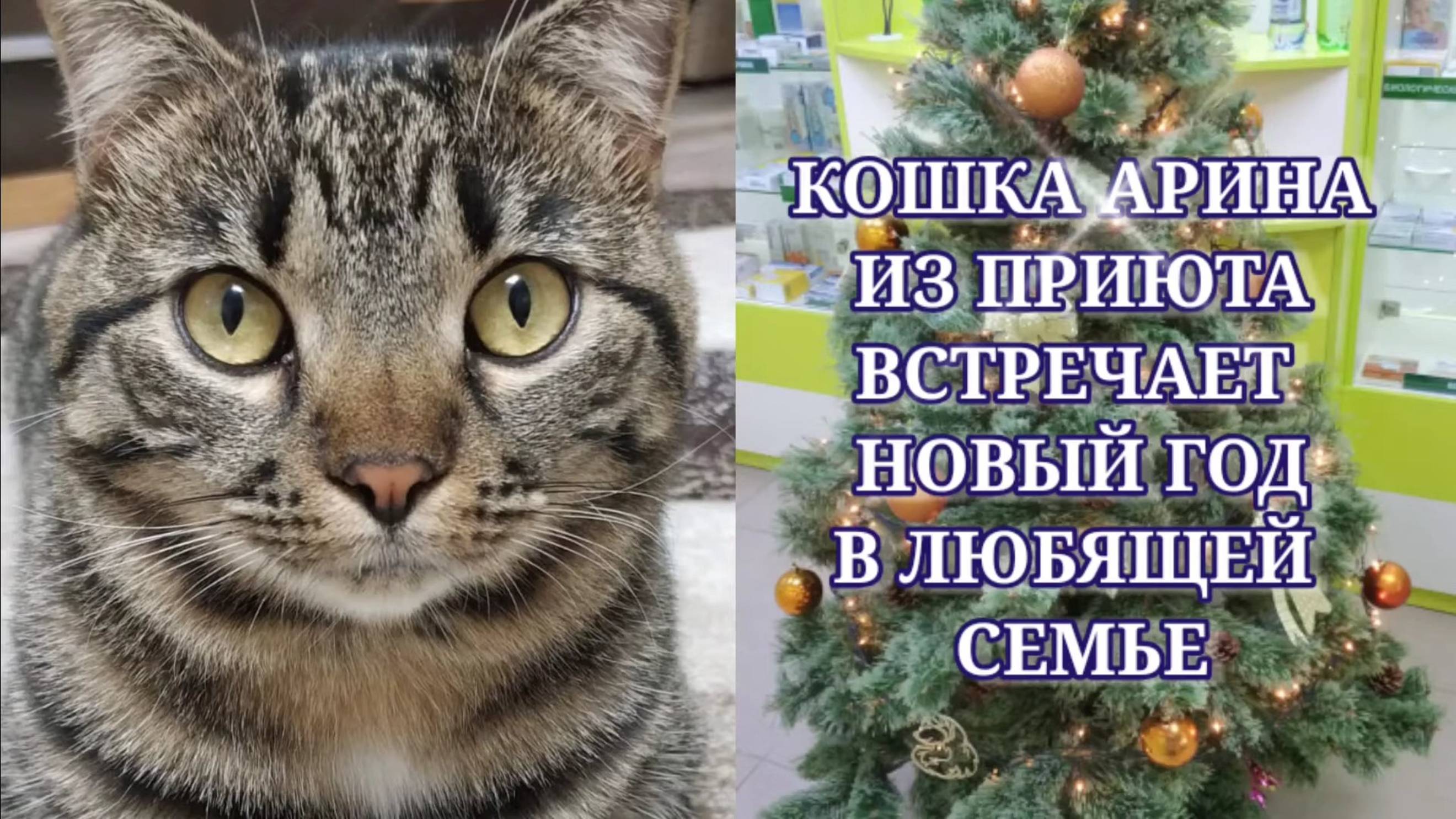Кошка Ариша из приюта стала всеобщей любимицей