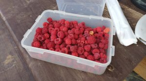 3 августа 2025 года на даче цветы в кашпо, томаты в открытом грунте и в теплице, малина и ежевика.