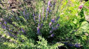 Иссоп из семян в начале августа