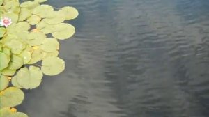 Лилии на воде. Красивое видео!