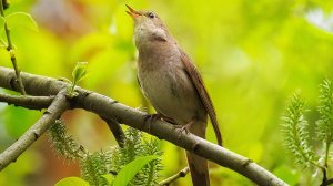 Нежная релакс  музыка для души и Жизни, а Пение птиц Успокаивает нервную систему.