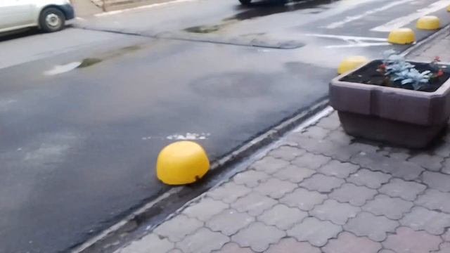 Традесканция и монстера в мечтах