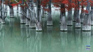 Под Анапой погибают уникальные кипарисы...