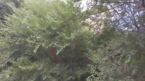 8 АВГУСТА 2025 Г. КАКОЙ У 5АС ЗЕЛЁНЫЙ ГОРОД. ПРОГУЛКА ПО МИКРОРАЙОНУ. ,, АМУРСК,,