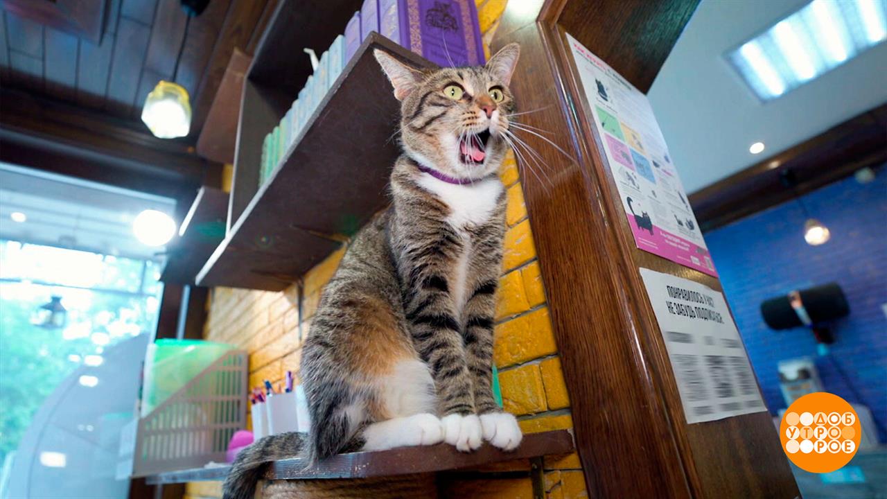 Котики, мы вас понимаем! Доброе утро. Фрагмент выпуска от 08.08.2025