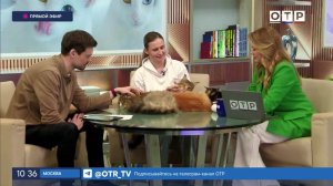 Всемирный день кошек: Как заботиться о пушистых любимцах и принимать их любовь