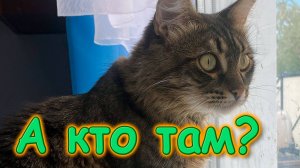 Таня мне дала айфон для съемок. Встречайте получше качество. В городе с Сашей. (08.25г.) Бровченко