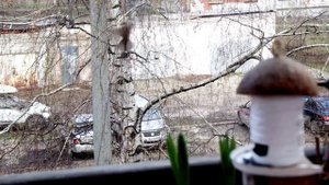 СОЙКА НА БАЛКОНЕ