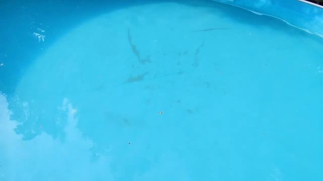 Бассейн на нашей даче. Лето и жара.