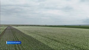 Ранние сорта картофеля убирают аграрии в Иркутском районе