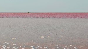 Евпатория | Розовые озера | август 2025