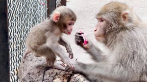 Мила-сан таскает свою Сакуру, как тряпку и дразнит конфетой! Макаки нежностью не отличаются!