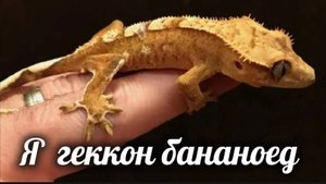 Геккон бананоед.