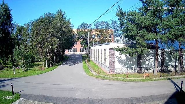 лиса
