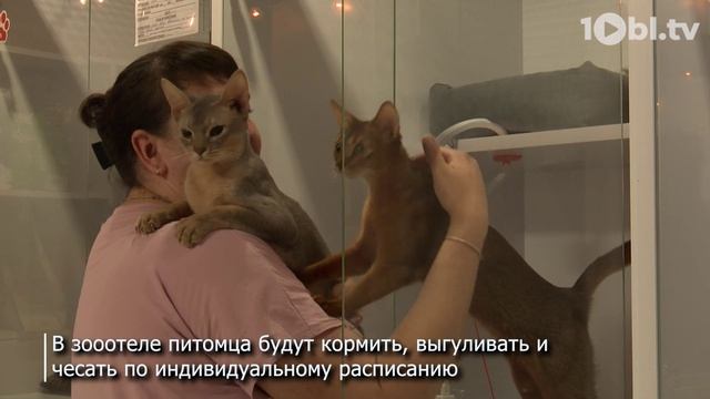 Зоогостиницы становятся популярным решением для владельцев животных смотреть онлайн