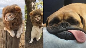 ПРИКОЛЫ С ЖИВОТНЫМИ ДО СЛЕЗ |Смешные КОТЫ И СОБАКИ |Приколы