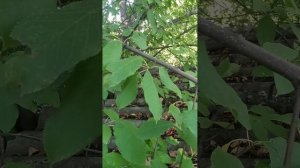 залез на крышу вторая часть