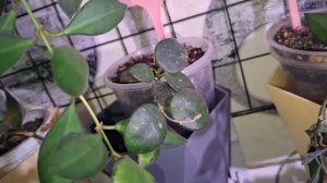 Обзор 2й цветочной стены 🌹