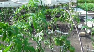 Последняя обрезка безрассадных помидоров