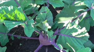 Выращивание капусты кольраби