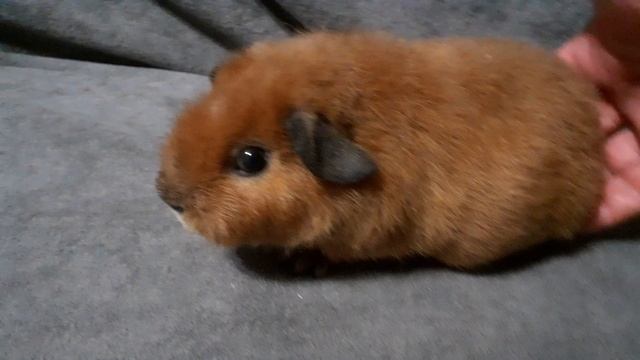 американский тедди золото калифорния