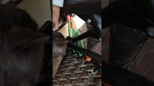 обзор на маиво кота