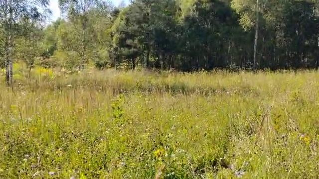 VID-20250808-WA0002 смотреть онлайн