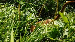 Утиная не-охота__полный вариант