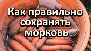 КАК СОХРАНИТЬ МОРКОВЬ НА ЗИМУ🥕