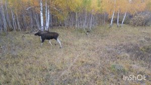 Лоси во время гона. Вся семья в сборе.
