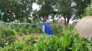 Розы опять цветут!