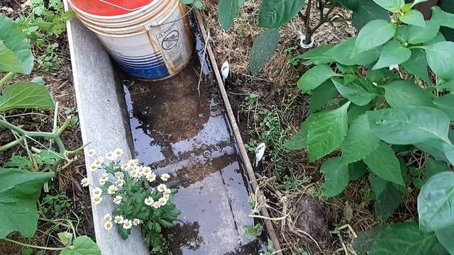 Потоп в теплице август