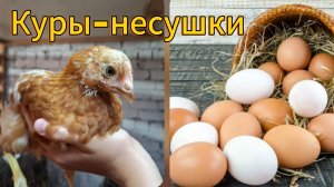 Кормление и содержание кур-несушек!