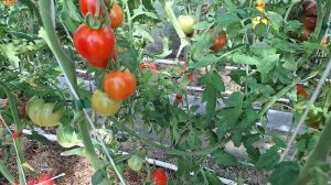 томатный обзор,в гостях у Катюши